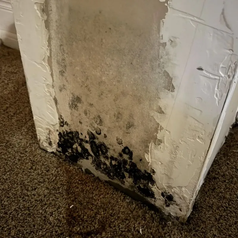 Professional Mold Removal in Lantana, FL